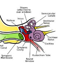 Ear Pinna Sense Of Hearing Hearing Inner
