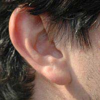 Earlobe Gene Pinna Genetics Genetic